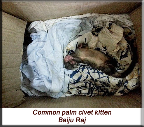 Common palm civet baby